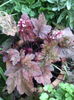 Heuchera inflorita toamna