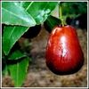 jujube Li