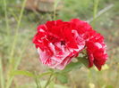 P8123234