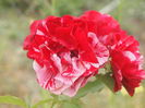P8123235