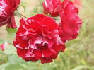 P8123238