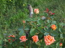 P9135925