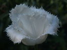 P4156098