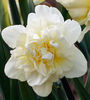 narcissus_Obdam_enl