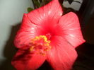 SAM_8424
