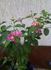 Lantana