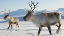 wildlife-animals-in-norway-5.0.0