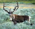 rangifer_tarandus_05428500