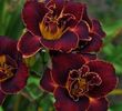 hemerocallis-night-embers-1