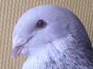 Mascul