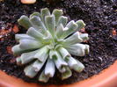 Echeveria runyonii