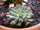 Echeveria runyonii
