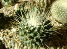 Mammillaria spinosissima cv. un pico