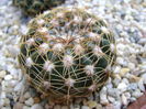 Parodia werneri (Notocactus uebelmannianus)