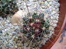 Hamatocactus setispinus