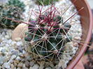 Hamatocactus setispinus