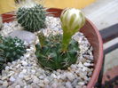 Gymnocalycium damsii v. tucavocense