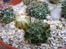 Gymnocalycium damsii v. tucavocense
