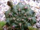 Gymnocalycium damsii v. tucavocense