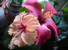 P1300548