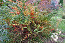 Berberis