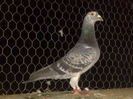 Kuipers-baza