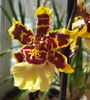 Colmanara Wildcat yellow butterfly-poza net