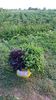 20160810_184941 (1)
