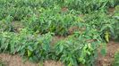 20160812_143635 (1)