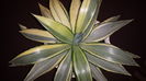 Agave Desmettiana 'Joe Hoak'  Half Moon