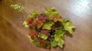 Heuchera Delta Dawn
