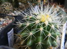 Echinocactus grusonii v. albispinus