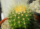 Echinocactus grusonii