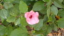 P1040123