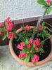 Euphorbia milii