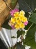 Lantana