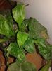 Pulmonaria officinalis