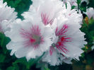 askam-fringed-aztec-0