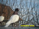 albul