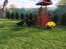 australorp din aprilie 2016