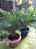 cycas