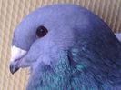 Mascul