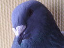 Mascul