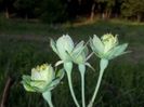 Viridiflora