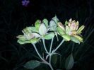 Viridiflora2