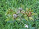 Viridiflora4