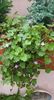 cymbalaria muralis