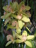 asa infloreste cymbidium