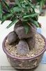 Ficus amstel queen in vas Muradian - achizitionat