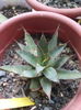 Agava Funkiana